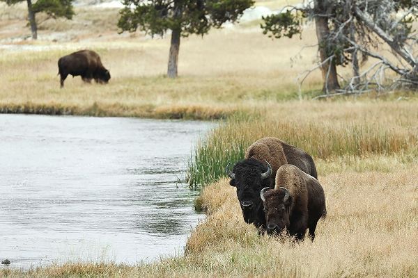 Jones, Adam 아티스트의 American Bison along Nez Perce River in autumn-Yellowstone National Park-Nez Perce River-Wyoming작품입니다.